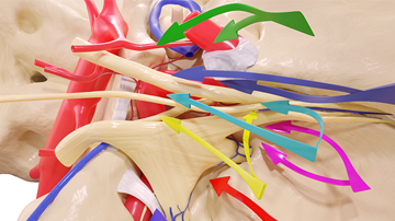 3D artistic rendering of cavernous sinus entry corridors